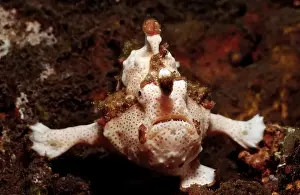 Dwarty Frogfish (Antennarius maculatus)