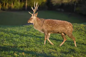 One Dybowski stag (Cervus nippon hortulorum) stands on a green meadow at sunrise