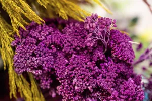 Dyed dry colorful flower for doceration purposes
