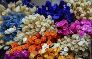 Dyed dry colorful flower for doceration purposes