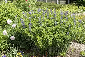 Dyer's pod (Baptisia australis)<br> Dyer's pod (Baptisia australis)