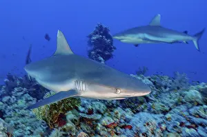 Dynamic photo of large Grey reef shark (Carcharhinus amblyrhynchos)
