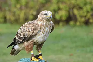 Eagle buzzard Artos at Falkenhof Potsdam