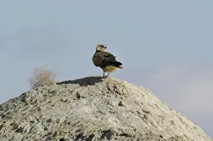 Eagle buzzard (Buteo rufinus)