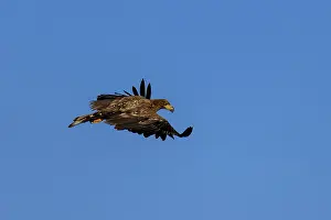 Category Wildlife DE Prints: An eagle flies majestically in a clear blue sky