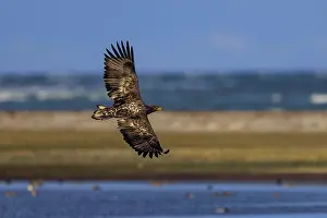 Eagle flying along a coastline against a blue sky