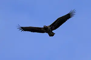 An eagle flying with wide wings against a blue sky