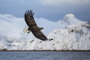 Eagle (Haliaeetus albicilla) in front of snowy mountains in flight