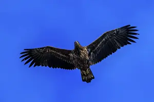 An eagle hovers in a clear sky with outstretched wings