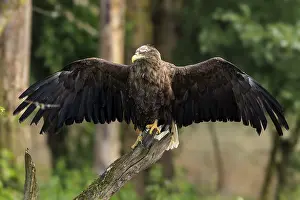 An eagle with open wings sitting gracefully on a branch
