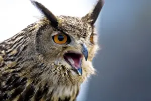 Eagle owl (Bubo bubo)