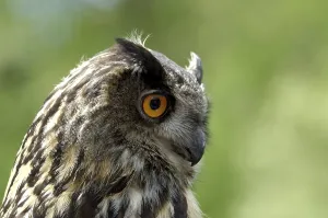 Eagle owl Bubo bubo
