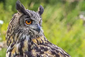 Eagle owl (Bubo bubo) perched close-up