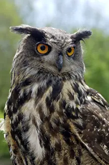 Eagle Owl (Bubo bubo), portrait