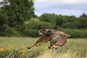 Eagle owl in flight over a meadow