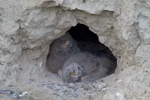 Eagle Owls (Bubo bubo), chicks at their breeding ground in a mud wall