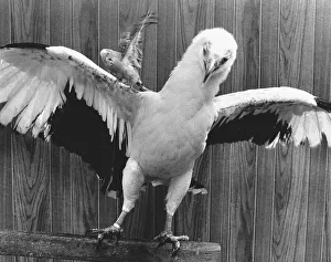 Eagle with parakeet, England, Great Britain