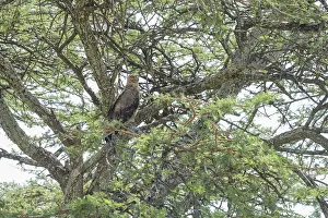 Eagle perched in a tree surrounded by lush greenery during the daytime