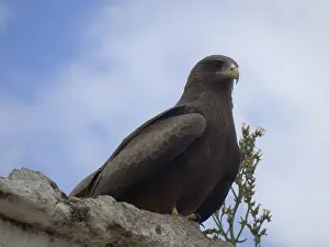 An eagle of prey (Aquila rapax) perched on a wall with a blue cloudy sky in the background
