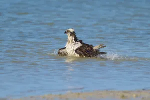 An eagle resting in the water with its wings outstretched