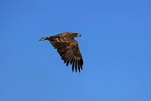 Category Wildlife DE Prints: An eagle sails elegantly through the air with spread wings