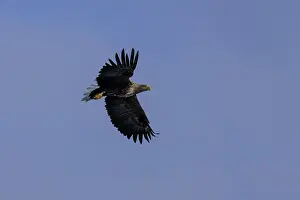 An eagle soars freely in the sky with wide open wings