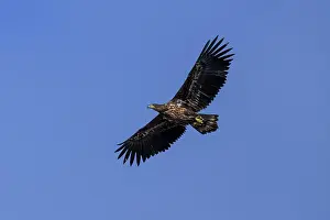 An eagle spreading its wings under the blue sky
