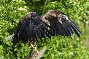 An eagle stands with its wings spread