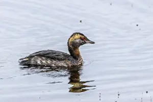 Ear diver, Podiceps auritus