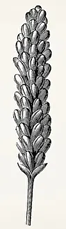 Ear of wheat. Antique stylized illustration