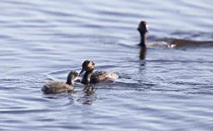 Eared Grebe with Babies Saskatchewan Marsh Canada