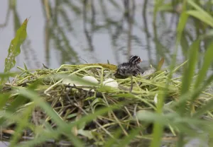 Eared Grebe in Saskatchewan Canada Pond with eggs