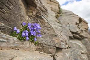 Earleaf bellflower (Campanula cochleariifolia) blooming in the mountains at Hochalpenstrasse