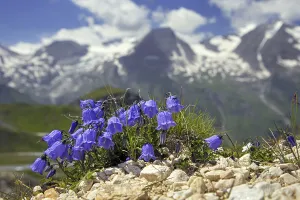 Earleaf bellflower, fairy's-thimble (Campanula cochleariifolia) in flower in the Alps