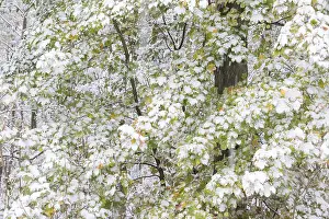 Earlier onset of winter, maple (Acer sp)