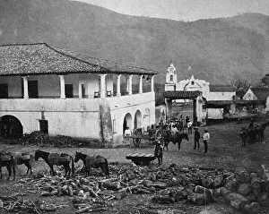 Early autotype, Logwood trees cut down in Campeche