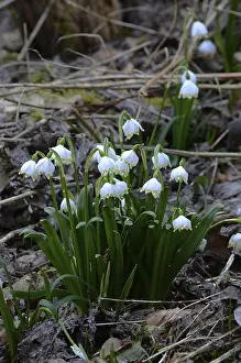 The early bloomer Marzenbecher