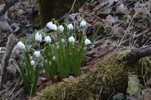 The early bloomer Marzenbecher