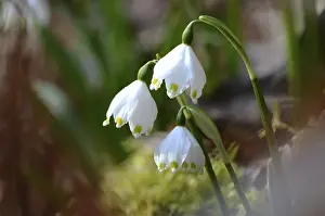 The early bloomer Marzenbecher