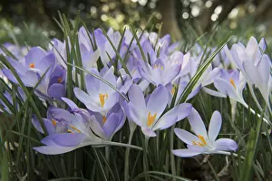 Early Crocus (Crocus tommasinianus)