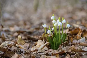 Early-flowering spring geophytes in a beech forest