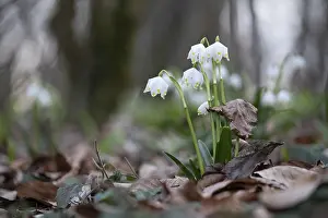 Early-flowering spring geophytes in a beech forest