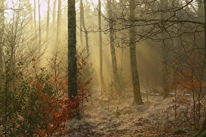 Early morning in a birch tree wood