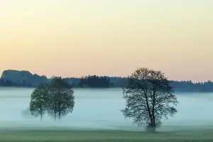 Early morning fog over the moor