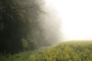 Early morning in spring. The sun is shining through the fog between the forest and a rape field