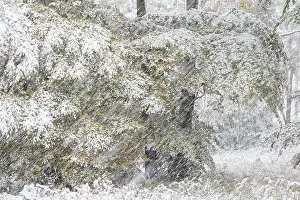 Early onset of winter, deciduous trees with autumn colours in snow