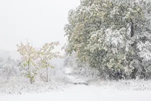 Early onset of winter, deciduous trees with autumn colours in snow