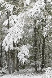Early onset of winter, deciduous trees with snow