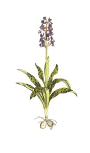 Early purple orchid (Orchis mascula)