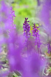 Early purple orchid (Orchis mascula) in a light-flooded deciduous forest in spring